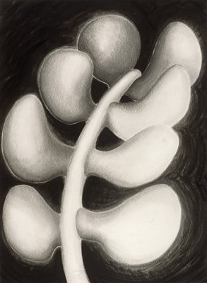 Fern/ Vertebrae